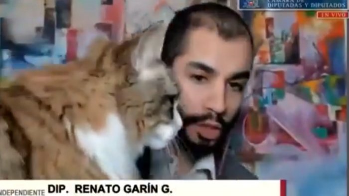 Renato Garín fue interrumpido por su gata en medio de sesión por el retiro del 10% de fondos AFP
