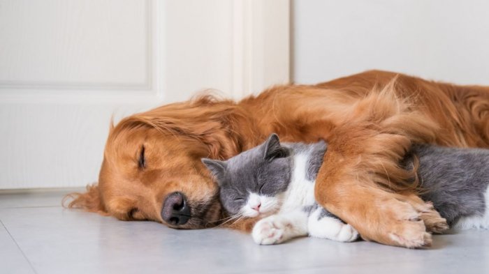 Enfermera que trata pacientes COVID-19 denunció que vecinos mataron a su perro y gato para que se fuera del barrio