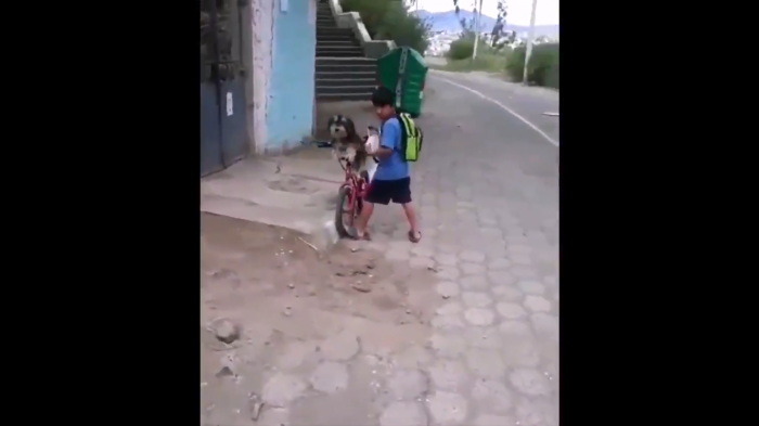 Niño poniéndole mascarilla a su perro para protegerlo del COVID-19 conmueve en redes
