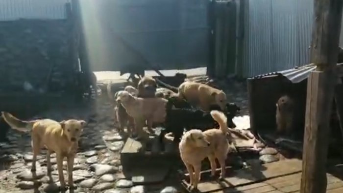 Detenido por maltrato animal tenía 57 perros en su casa, varios con lesiones