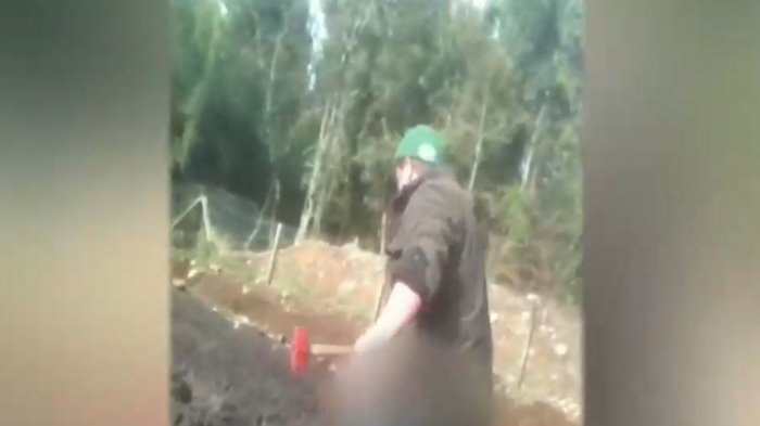 Ex funcionario de lechera mató con martillo a ternero: Buscan extraditarlo desde Nueva Zelandia por maltrato animal