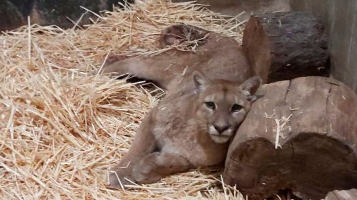 Tenía heridas de perdigón y fue atacado por perros: Murió puma encontrado en Las Chilcas