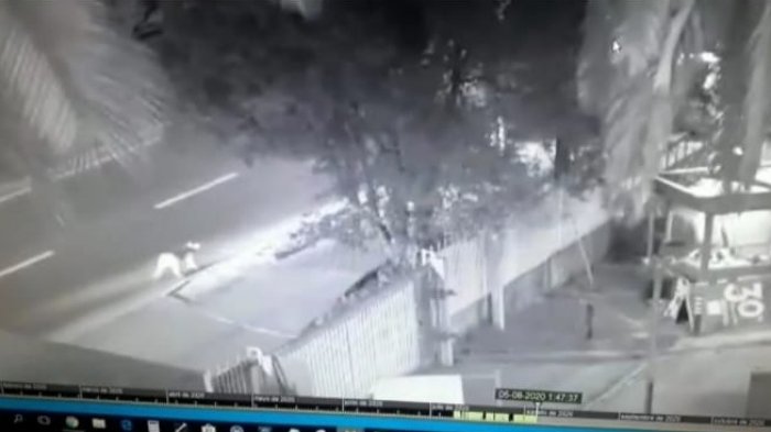 Realizan búsqueda de puma en Huechuraba: Anduvo recorriendo la comuna por la noche