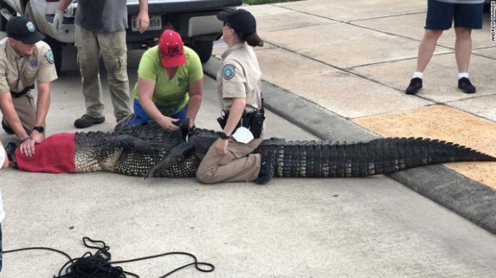 La rápida reacción de un padre cuando un caimán de 3,5 metros se acercó a su hija de 4 años