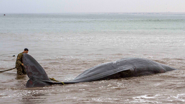 Tras varios intentos logran devolver al mar a un cachalote varado en Arica