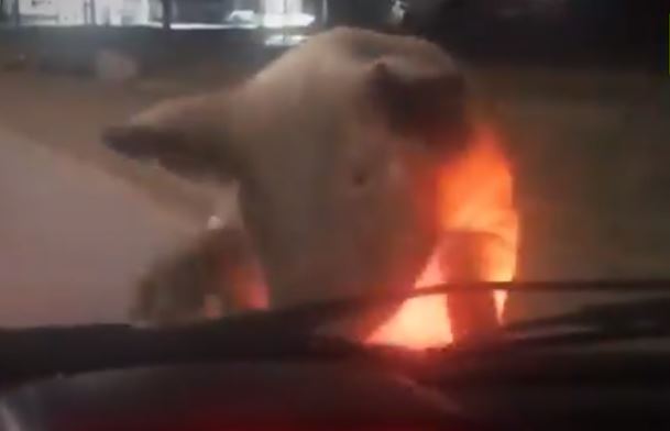 Impetuoso cerdo se sube al auto y mujer arranca aterrada: 