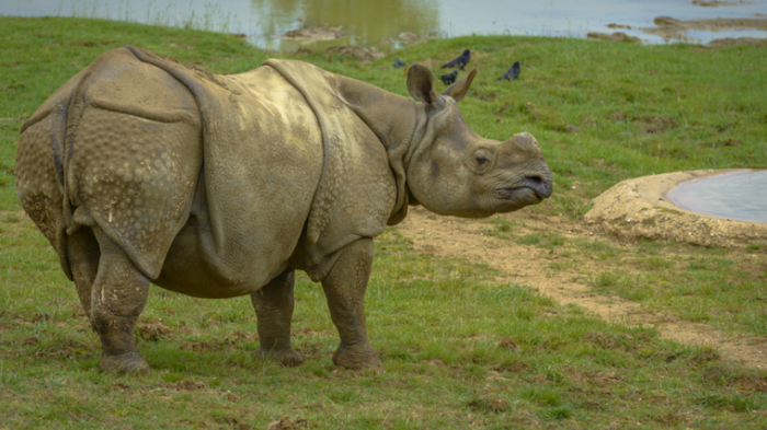 Científicos buscan clonar raza de rinocerontes en extinción