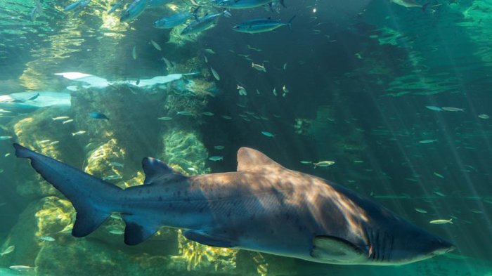 Australia: Surfista salva a su esposa de ataque de un tiburón blanco