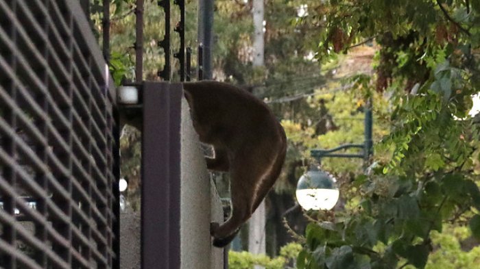 Capturan a puma en las calles de Lo Barnechea: Animal se encuentra sedado