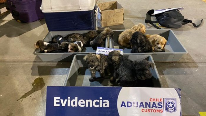 Descubren contrabando de 12 cachorros en cabina de camión: Uno de ellos murió hacinado