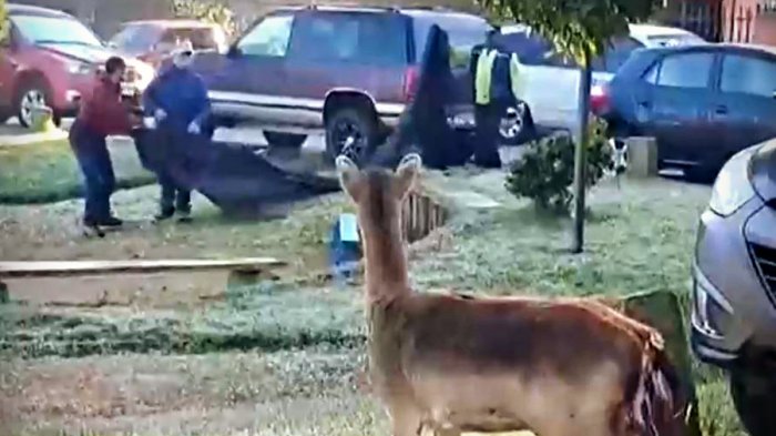 Escurridizo venado causó revuelo en la plaza de una villa de San Pedro de La Paz