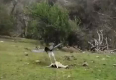 Águila capturó a un perro y se lo llevó volando