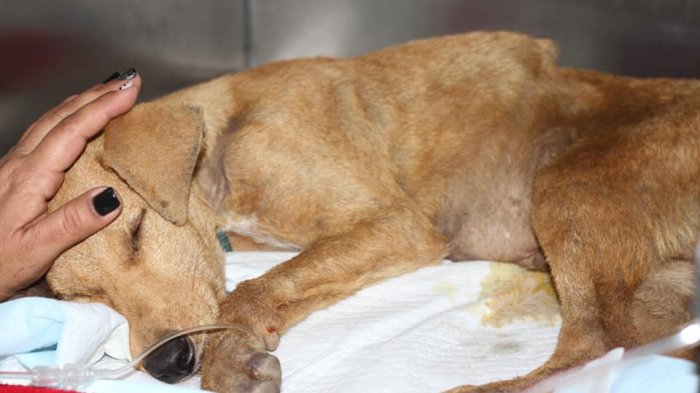 Perro murió tras brutal agresión: Investigan un presunto abuso sexual