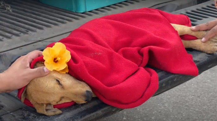 Realizan emotiva despedida a Weichafe, el cachorro que murió con signos de abuso sexual