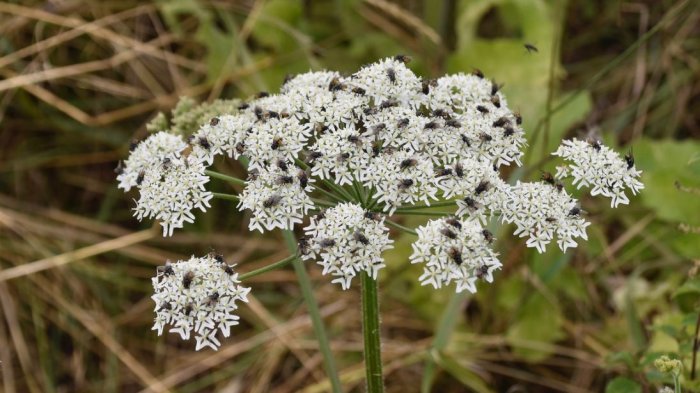 Estaba en el patio de su casa: Niño de 8 años con autismo murió tras consumir peligrosa planta