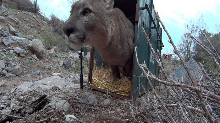 Regresó a su hábitat: El momento en el que liberaron al puma que capturaron en Lo Barnechea