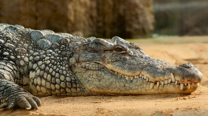 Capturan a cocodrilo de más de 4 metros en sector turístico de Australia