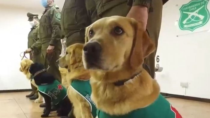 Así entrenan Dakar y Cailin, dos de los perros que podrán identificar a las personas con COVID-19