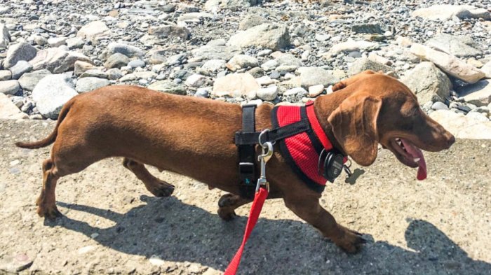 Perrita tuvo que viajar más de 16 mil kilómetros para reunirse con sus dueños por culpa del coronavirus