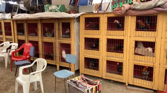 Maltrato animal en Antofagasta: Carabineros detuvo a 24 personas por participar en una pelea de gallos