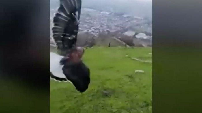 Casos que se repiten en Fiestas Patrias: Jóvenes lograron rescatar a un ave herida con hilo curado