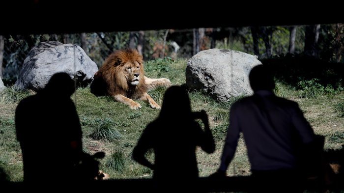 Tras 6 meses de cierre: Zoológico Nacional anuncia su reapertura