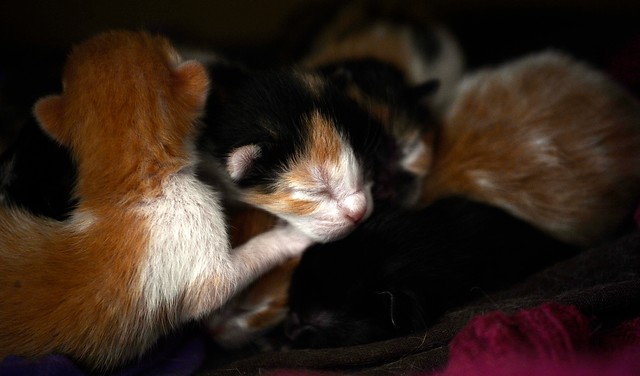 Vecinos acusan reincidencia: Fiscalía investiga brutal maltrato contra gatos en Punta Arenas