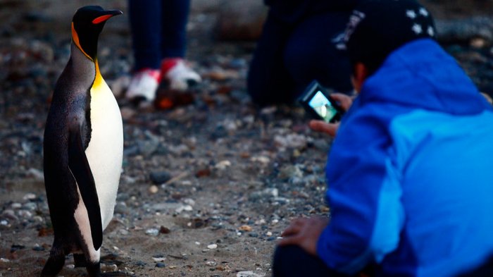Pingüino magallánico fue hallado muerto en playa de Brasil: Tenía una mascarilla N95 en su estómago