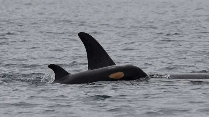 Orca que nadó con su cría muerta durante 17 días volvió a ser madre