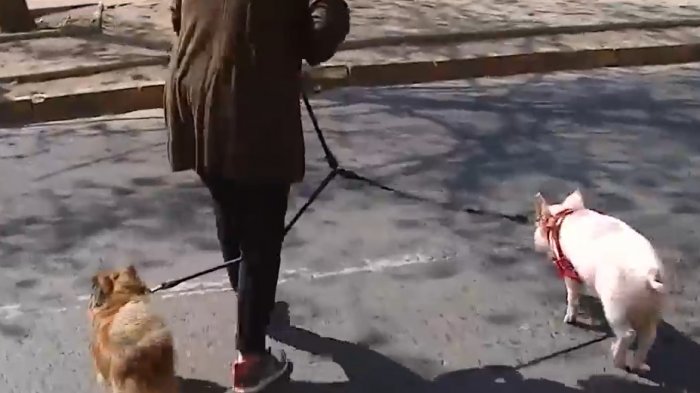 La historia del cerdito Chicharrón y la familia que lo adoptó como mascota en la ciudad