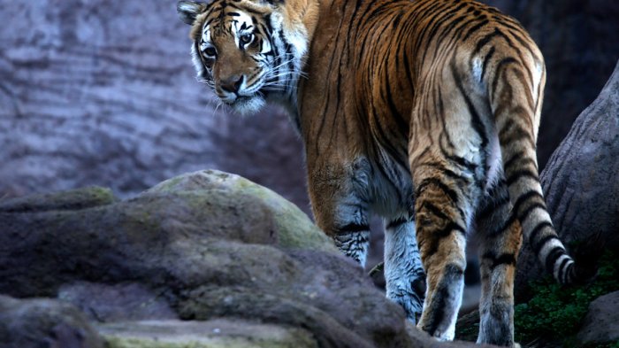Lampa Zoo será el primer zoológico en reabrir en medio de la pandemia
