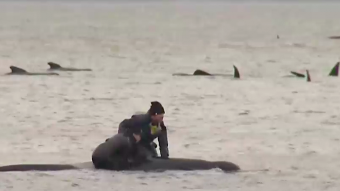 380 ballenas murieron varadas en Australia: Operación de rescate continúa