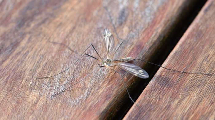 “Está recién empezando”: Advierten que se viene la “temporada de bichos”