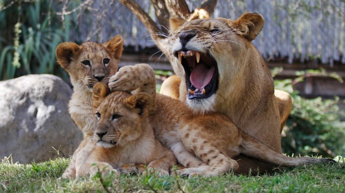 Francia prohibirá espectáculos de animales salvajes en circos ambulantes