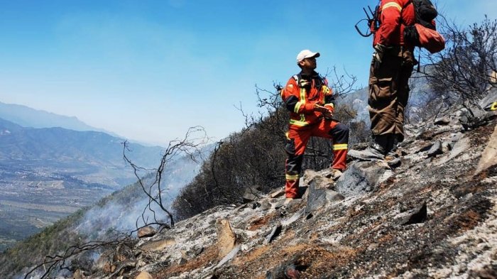 Onemi decreta alerta roja en Zapallar por incendio forestal que ya ha consumido 30 hectáreas