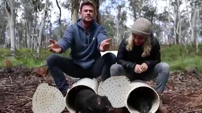 “Thor” se une a cruzada ecologista y libera demonios de Tasmania en Australia