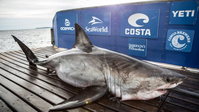 Expedición encontró una enorme tiburón blanco y la apodan como “la reina del océano”