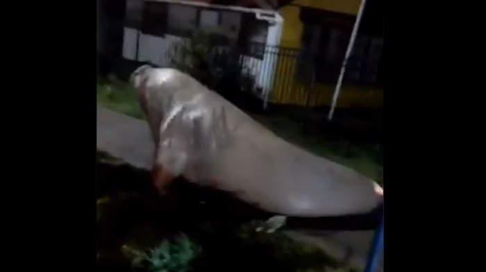 Enorme elefante marino recorrió las calles de Puerto Cisnes