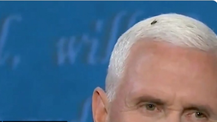 Una mosca se posó sobre Pence en pleno debate: Le crearon una cuenta de Twitter y Biden reaccionó