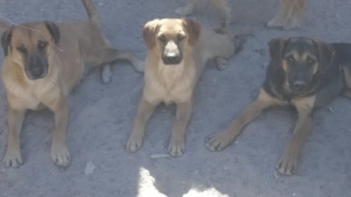 Calama: Roban tres estanques de agua de mil litros para abastecer a perros albergados en pleno desierto