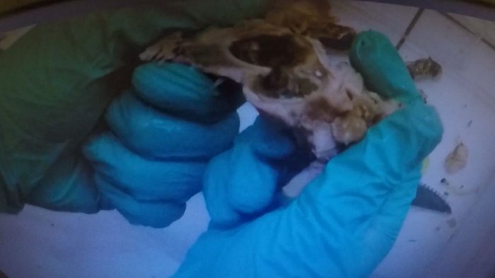 Lo imposible para esconder droga: Encontraron marihuana dentro de los huesos de un pollo