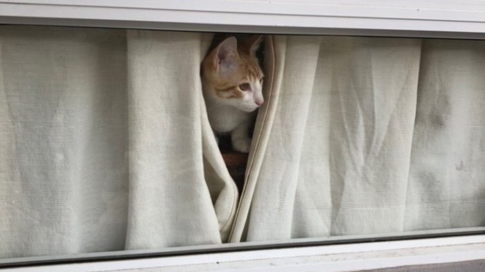 La insólita referencia que usó una mujer para recibir encomienda: 