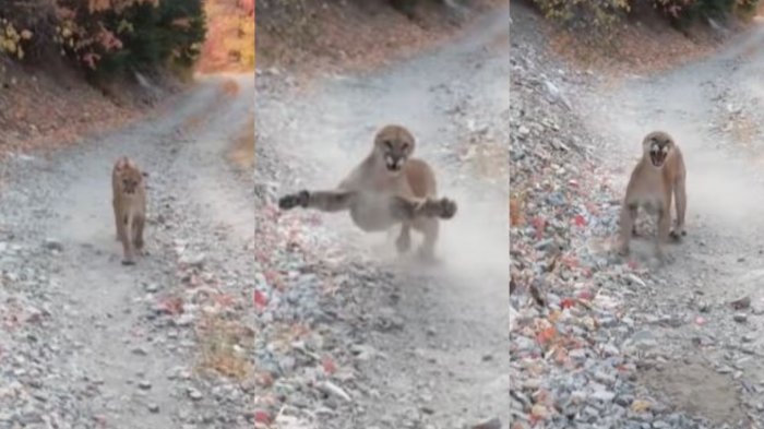 No la cuenta dos veces: Los minutos de pesadilla que vivió un senderista al encontrarse con un puma