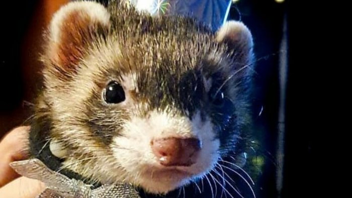 Dueña de hurón extraviado cree que le fue robado: Ofrece $600 mil de recompensa a quien se lo entregue