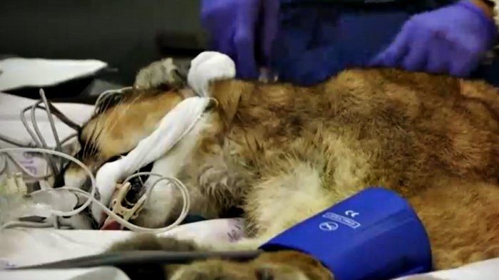 Pumas que bajaron a las calles de la ciudad registraron heridas de bala y perdigones