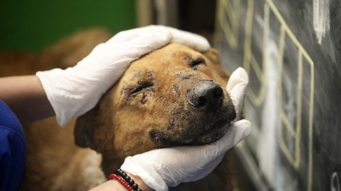 “Coby”, “Pandemio” y “Wuhan”: Revelan nombres de mascotas chilenas inspiradas por el COVID