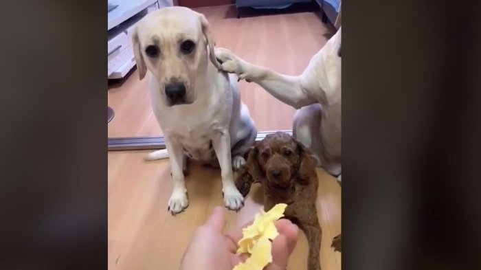 Perro es furor en TikTok por delatar sin piedad a su compañero