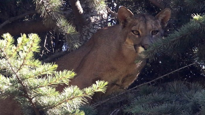 Mujer de 28 años murió tras ser atacada presumiblemente por un Puma