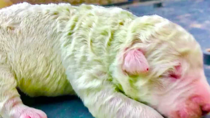 Sorpresa en Italia tras el nacimiento de Pistacho, un perro de color verde