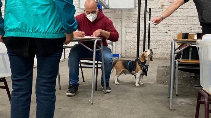 Vocal de mesa asiste a local de votación en compañía de su mascota: No lo podía dejar solo en casa